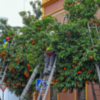 El Ayuntamiento de Sevilla, estima recoger alrededor de 2,5 millones de kilos de naranja amarga hasta finales de febrero