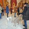  Los animales de compañía toman el atrio de la parroquia de San Roque por San Antón.