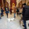 Bendición de animales doméstico en la Parroquia de San Roque de Sevilla 