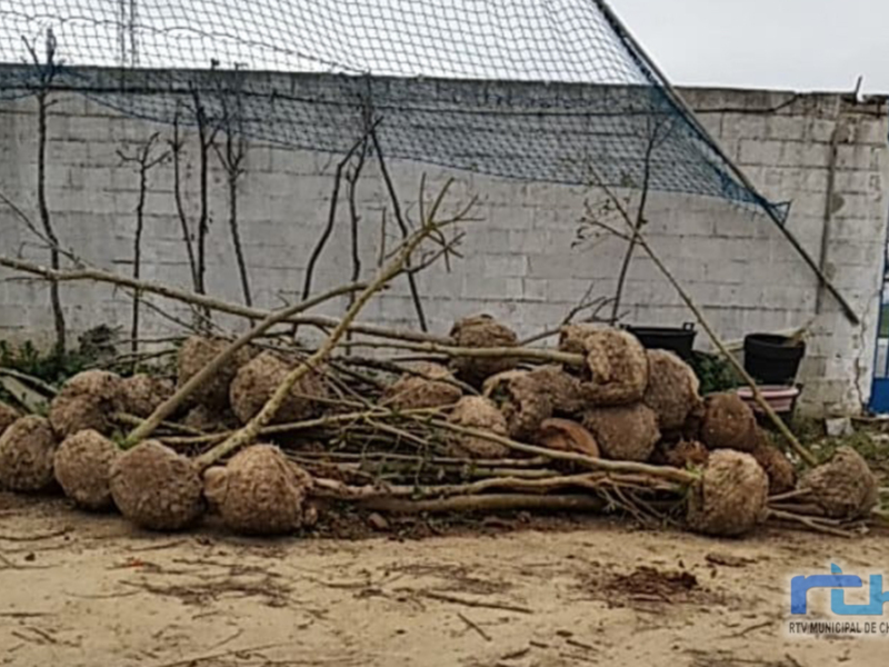 Un grupo de raíces grandes y ramas secas se encuentran en el suelo, frente a una pared blanca con un muro de contención. La imagen sugiere el proceso de plantación o la preparación para una nueva planta, posiblemente en un entorno urbano.