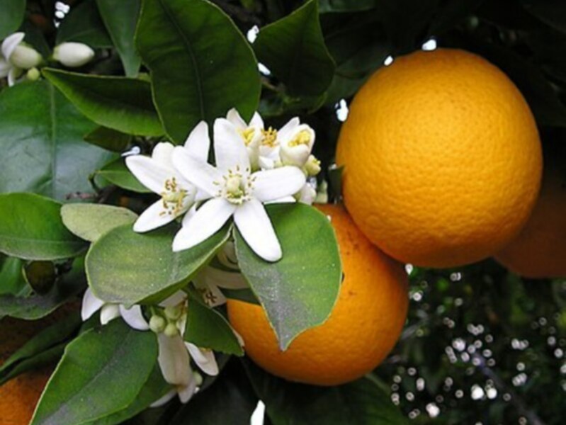 Frutas naranjas frescas con flores blancas en un fondo de hojas verdes.
