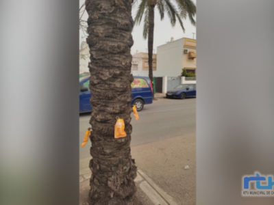 Parques y Jardines inicia un tratamiento de endoterapia contra el picudo rojo en ochenta y cinco palmeras de Chipiona