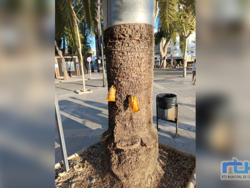 Árbol con bolsas de plástico adheridas en la calle, evidencia de contaminación ambiental.