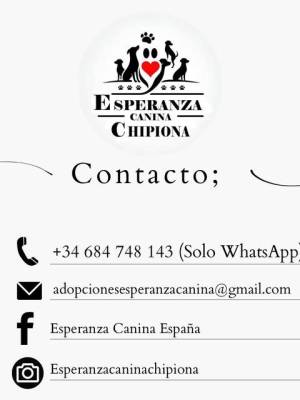 La protectora de animales Esperanza Canina vacuna a todos sus perros gracias a una aportación realizada por la asociación La Percha Verde