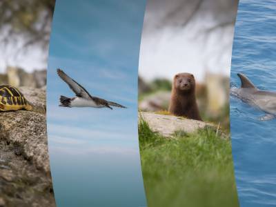 200.000 euros para proyectos de conservación de especies amenazadas: abierto el plazo hasta el 16 de octubre