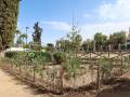 Árboles y arbustos recién plantados en el Parque de Consolación.